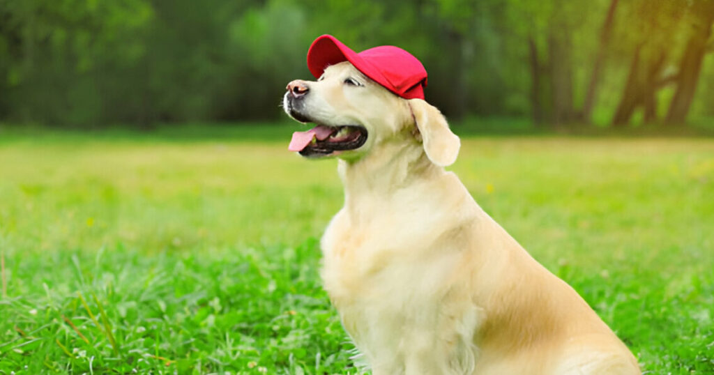 Conoce los tipos de gorras por estructura